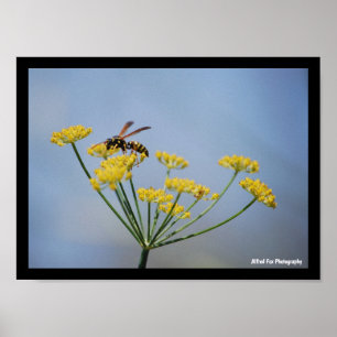Affiche Guêpe Pollinisant le Fenouil Sauvage