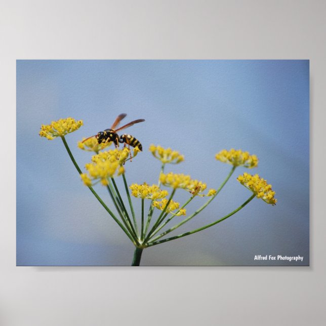 Affiche Guêpe Pollinisant le Fenouil Sauvage (Devant)