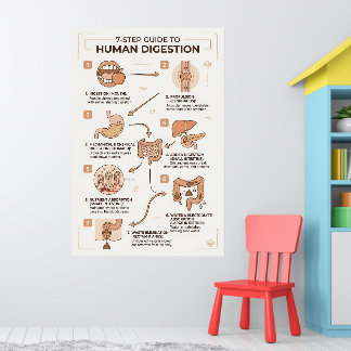 Affiche Guide en 7 étapes du processus de digestion humain