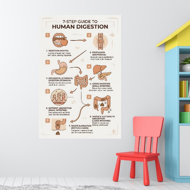 Affiche Guide en 7 étapes du processus de digestion humain (Pépinière 1)