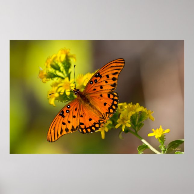 Affiche Gulf Fritillary alias Papillon de la Passion sur l (Devant)