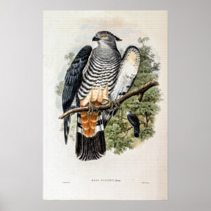 Affiche Gurney’s Cuckoo-Falcon par John Gould