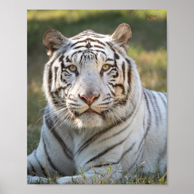 Affiche Gus - carte (Devant)