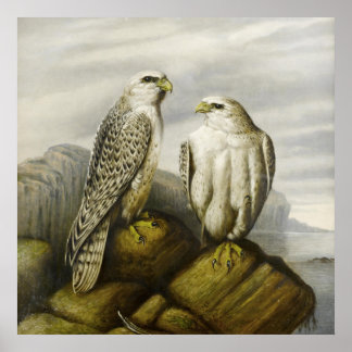 Affiche Gyr Falcons sur une dorsale rocheuse par Joseph Wo