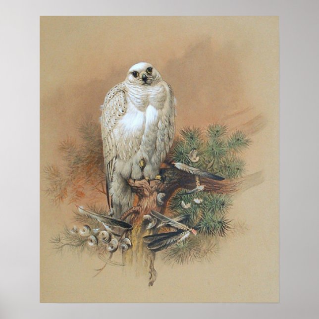 Affiche Gyrfalcon - 1861 (Devant)