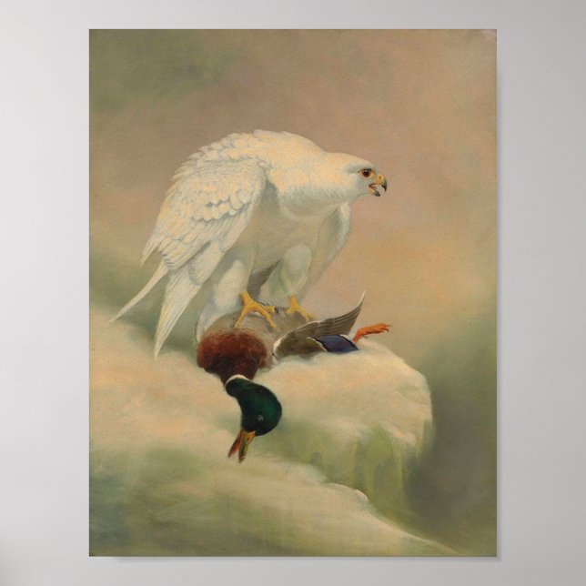 Affiche Gyrfalcon par Joseph Wolf (Devant)