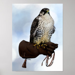 Affiche Gyrfalcon sur Glove