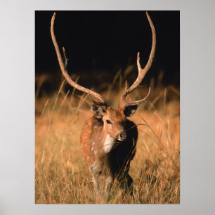 Affiche Habitat naturel du chital   Parc national de Bandh