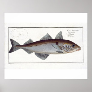 Affiche Haddock (Gadus Aeglefinus) plate LXII from 'Ichthy