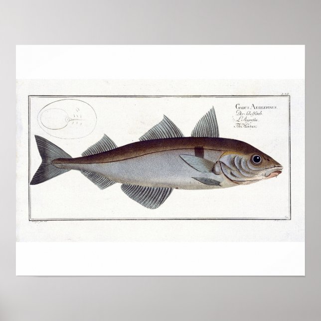 Affiche Haddock (Gadus Aeglefinus) plate LXII from 'Ichthy (Devant)