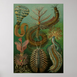 Affiche Haeckel Centipedes