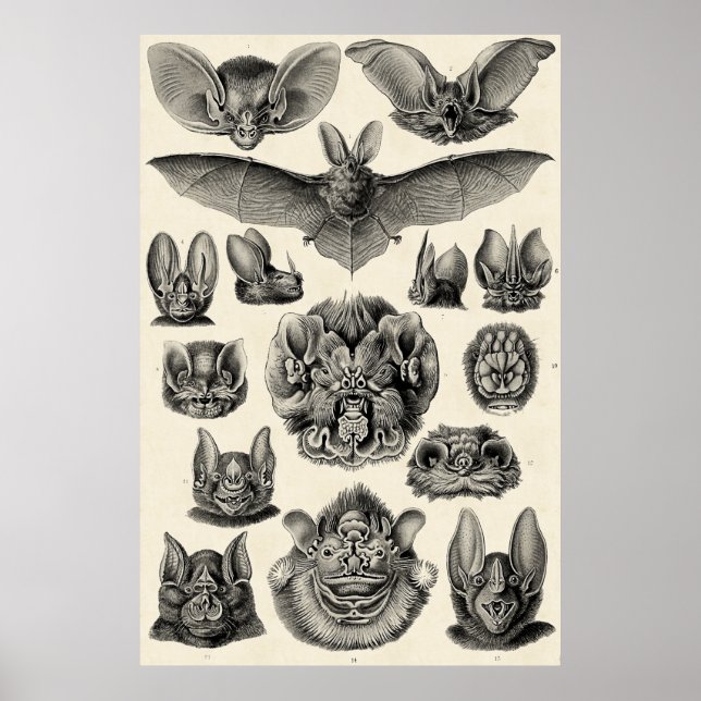 Affiche Haeckel Chiroptera (Devant)