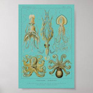 Affiche Haeckel Squid, Gamochonia