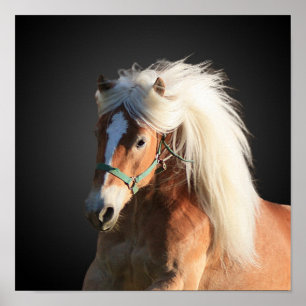 Affiche Haflinger