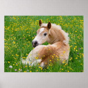 Affiche Haflinger Horse Cute Foal Flowerbed, Animal Photo