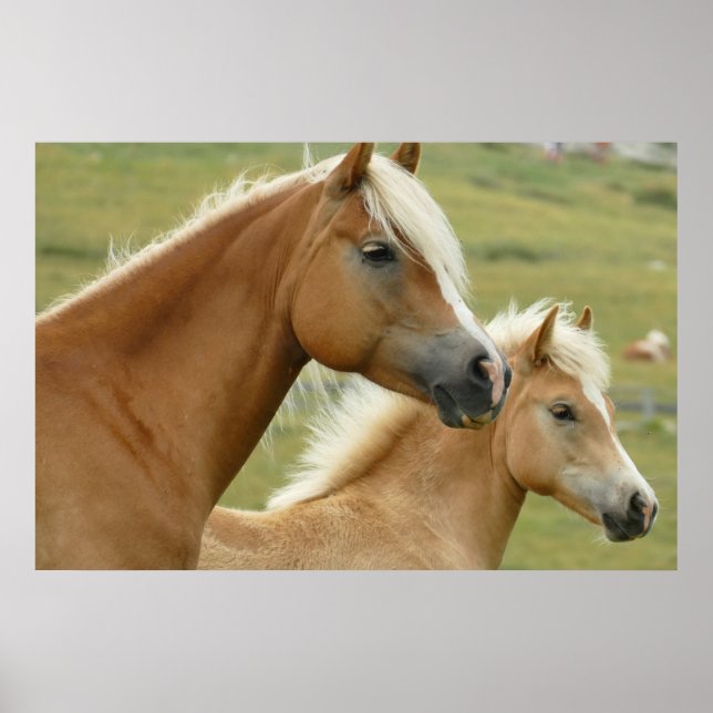 Affiche Haflinger horse et foal (Devant)