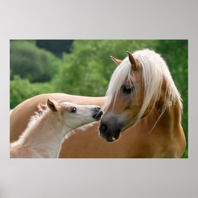 Affiche Haflinger Horses Foin et Mare bouddlant, Photo (Devant)