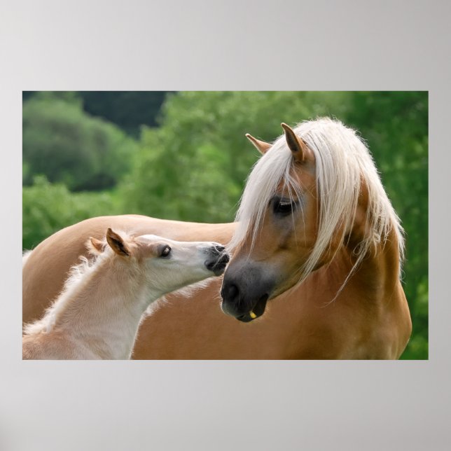 Affiche Haflinger mare and foal cuddling (Devant)