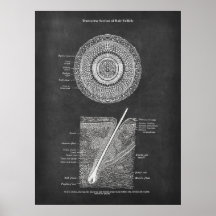 Hair Follicle Anatomy Art  