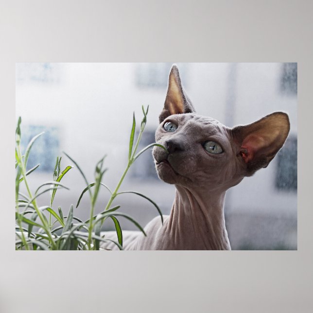 Affiche Hairless Sphinx Cat (Devant)