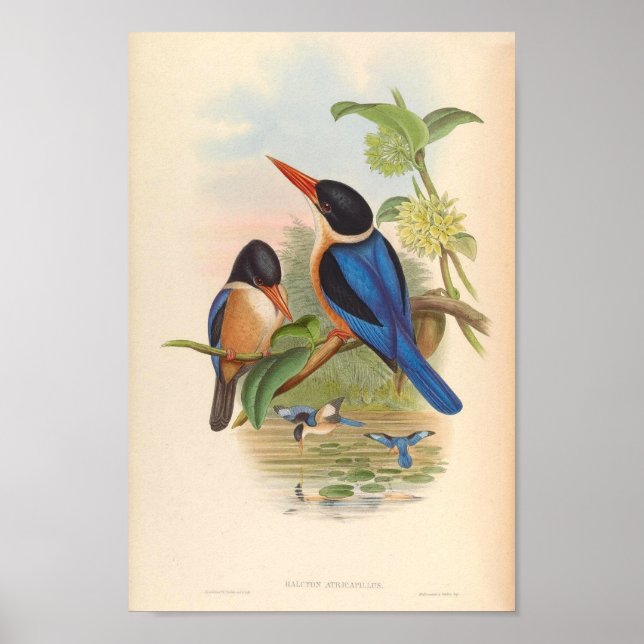 Affiche Halcyon Atricapillus Kingfisher Oiseaux Vintages (Devant)