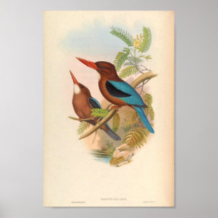 Affiche Halcyon Cularis Kingfisher Oiseaux Vintages
