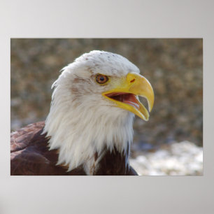 Affiche Haliaeetus leucocephalus