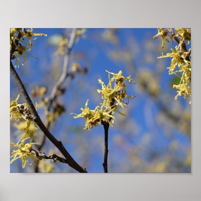 Affiche Hamamélis en fleurs (Devant)