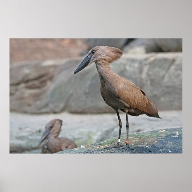 Affiche Hamerkop (Scopus umbretta) (Devant)