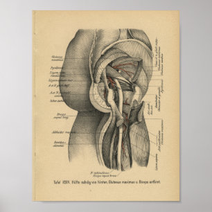 Affiche Hanche de jambe d'impression d'anatomie d'Allemand