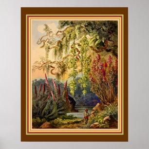 Affiche "Hanging Bamboo of Sri Lanka" by Haeckel ca. 1882