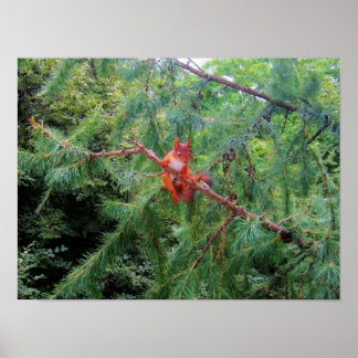 Affiche Hanging in There