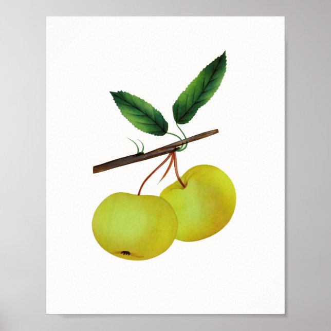 Affiche Hanging Soulard Pomme Fruit (Devant)
