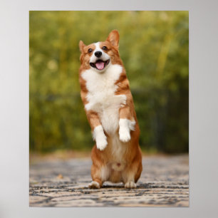 Affiche Happy Corgi Puppy photo debout