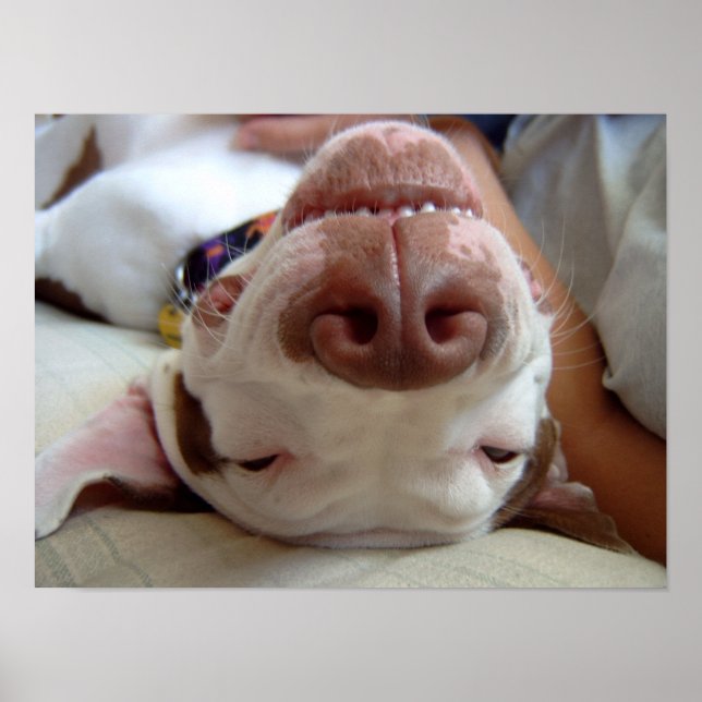 Affiche Happy Dog Print (Devant)