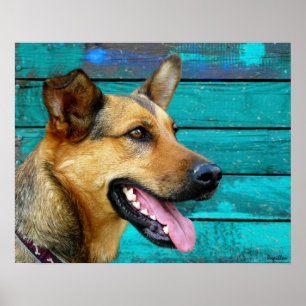 Affiche Happy German Shepherd Dog