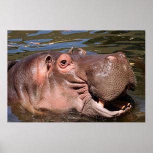 Affiche Happy hippo