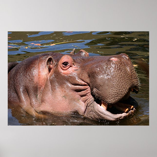 Affiche Happy hippo (Devant)