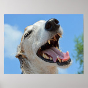 Affiche Happy, souriant Greyhound Visage Closeup