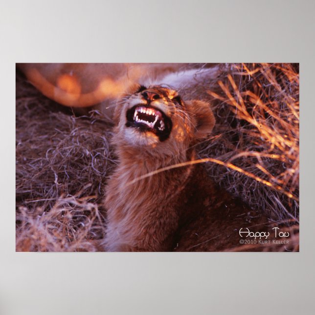 Affiche Happy Tau, Smiling Lion Cub (Devant)