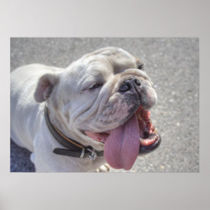 Affiche Happy White Bulldog