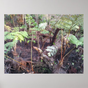 AFFICHE HAPUU FERN FRONTS HAWAII