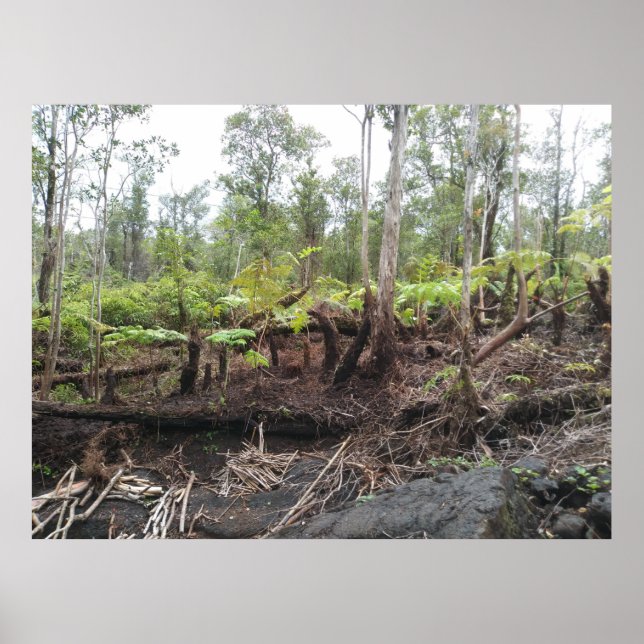 AFFICHE HAPUU FERNS GRANDE ÎLE HAWAII (Devant)