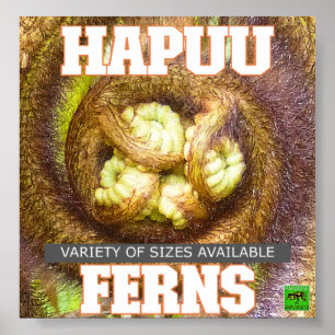 AFFICHE HAPUU FERNS GRANDE ÎLE HAWAII