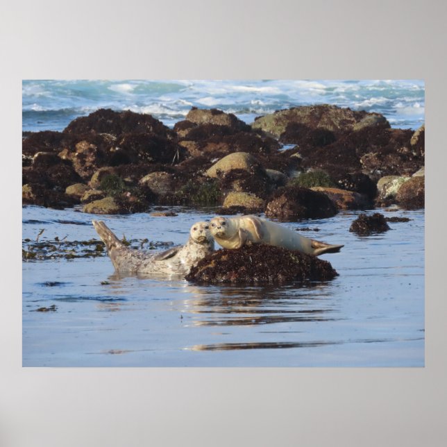 Affiche Harbor Seal Posers (Devant)