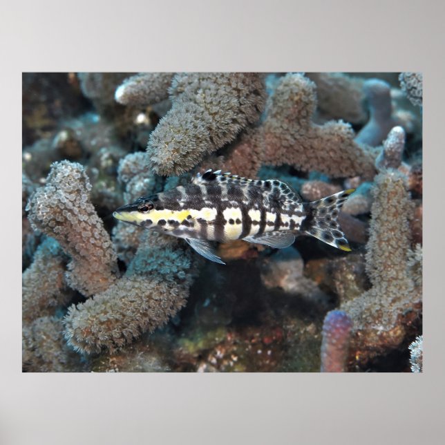 Affiche Harlequin Bass (Devant)