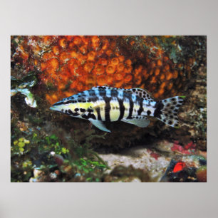 Affiche Harlequin Bass