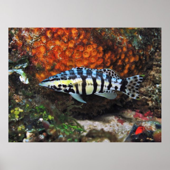 Affiche Harlequin Bass (Devant)