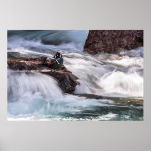 Affiche Harlequin Duck