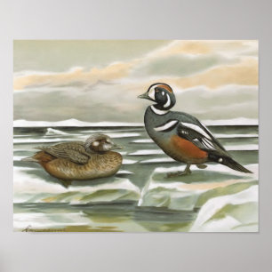 Affiche Harlequin Duck